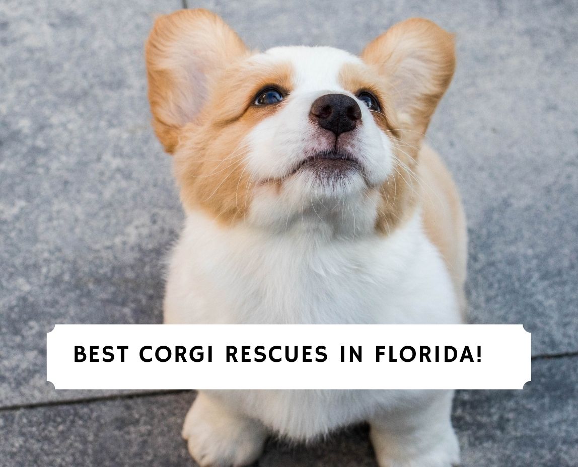 cardigan corgi rescue florida