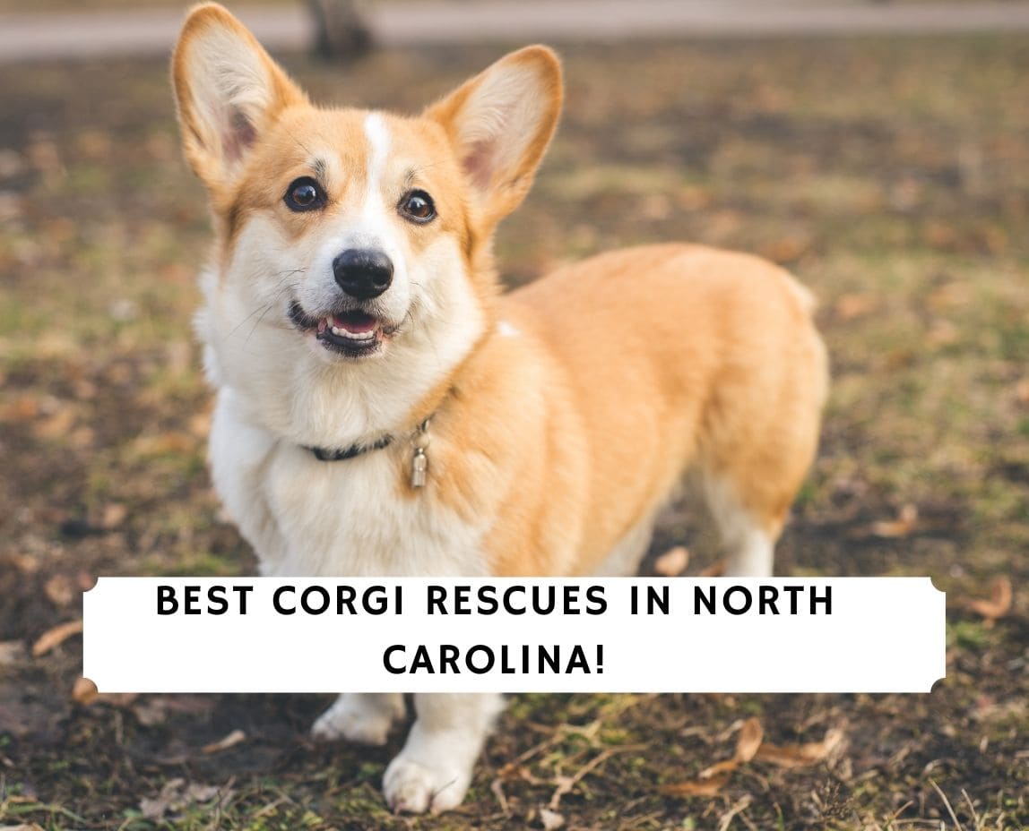 Corgi Rescues in North Carolina