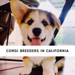 Corgi breeders in california