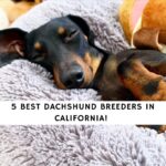 Dachshund Breeders in California