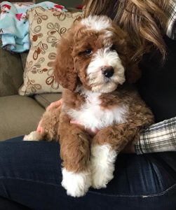 top sheepadoodle breeders