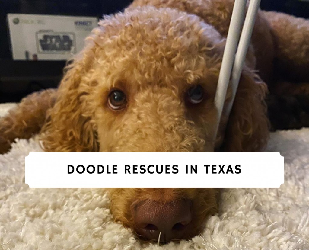 Doodle Rescues In Texas Top 6 Picks 2021 We Love Doodles