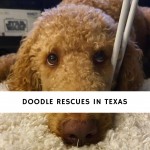 Doodle rescues in Texas