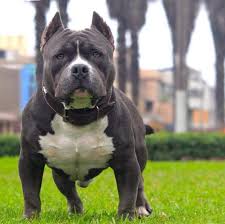 registered pitbull breeders