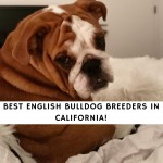 English Bulldog Breeders in California