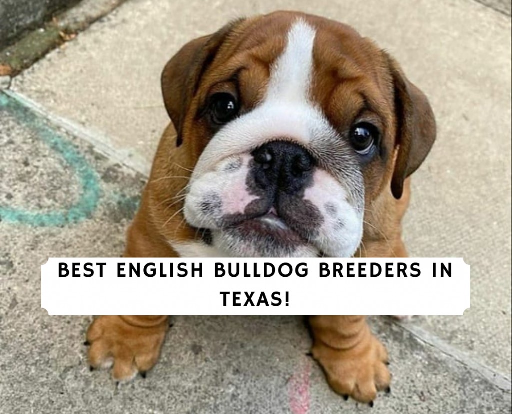 Best English Bulldog Breeders in - We Love Doodles