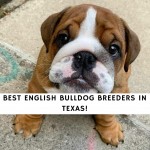 English Bulldog Breeders in Texas