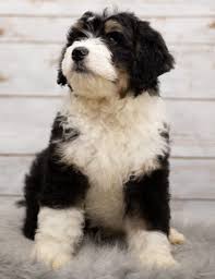 bernedoodle bernedoodles