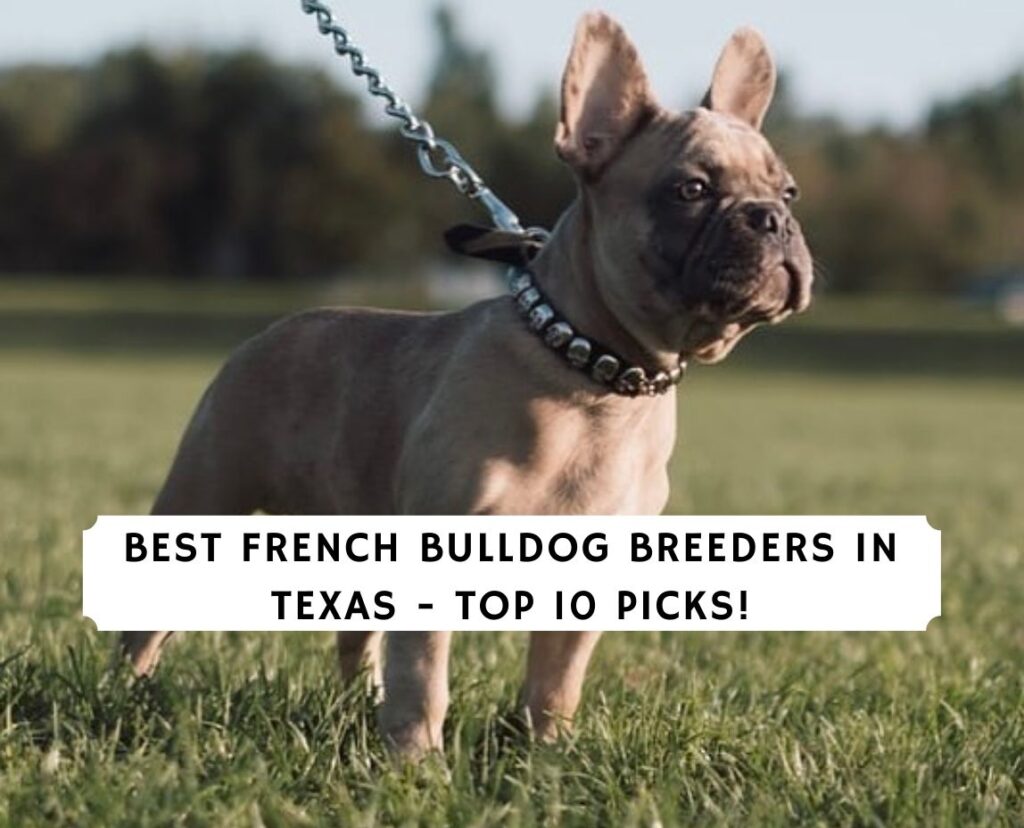 9 Best French Bulldog Breeders In Texas 2021 We Love Doodles