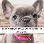 French-Bulldog-Rescues-in-Arizona