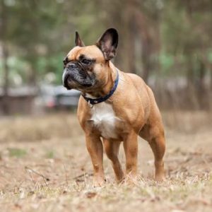 Best French Bulldog Rescues In Arizona 2021 We Love Doodles