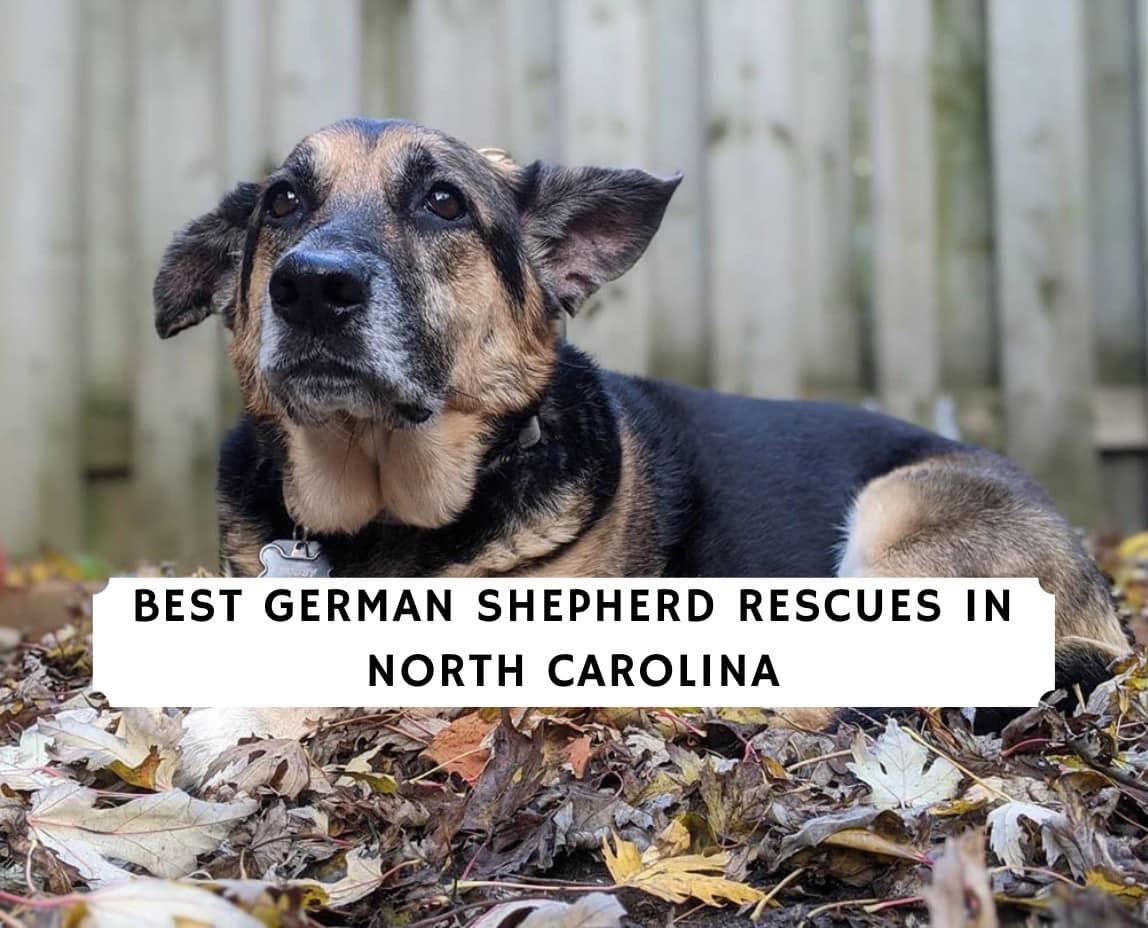 5 Best German Shepherd Rescues In North Carolina 2021 We Love Doodles