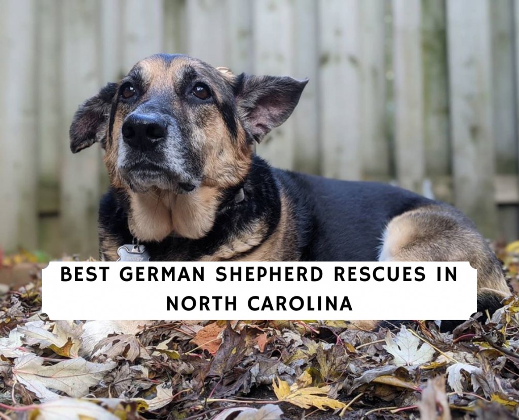 German Shepherd Rescues In North Carolina