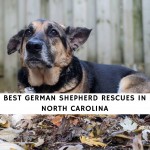 German Shepherd Rescues In North Carolina