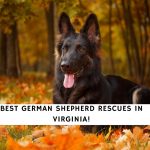 German Shepherd Rescues in Virginia