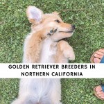 Golden Retriever Breeders in Northern California