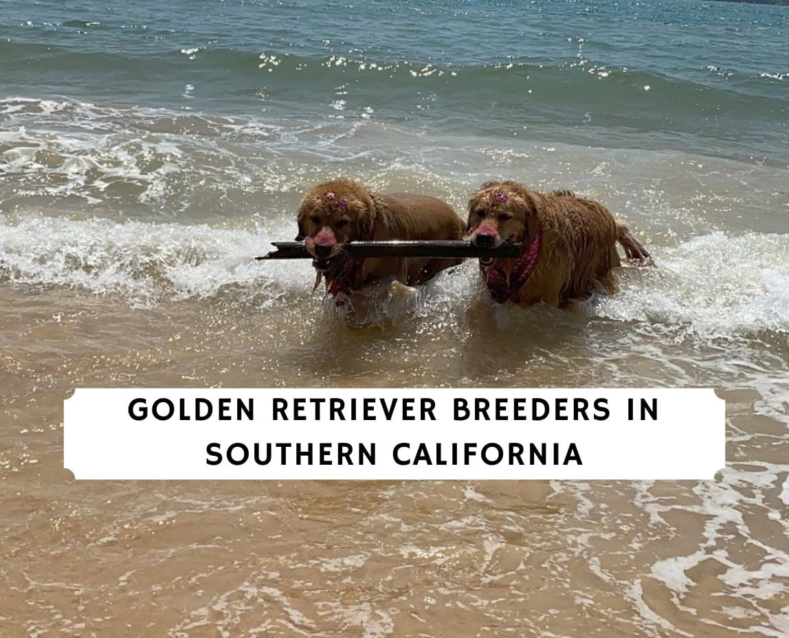 5 Best Golden Retriever Breeders In Southern California 2021 We Love Doodles