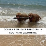 Golden Retriever Breeders in Southern California