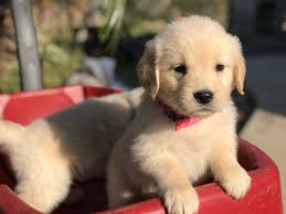 5 Best Golden Retriever Breeders in Southern California ...