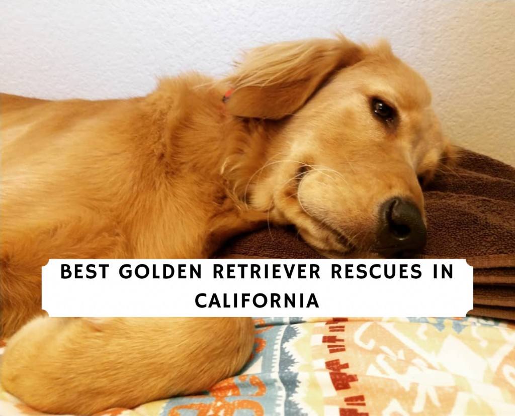 4 Best Golden Retriever Rescues In California 2021 We Love Doodles