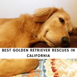 Golden Retriever Rescues in California