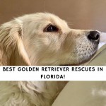 Golden Retriever Rescues in Florida
