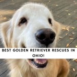 Golden Retriever Rescues in Ohio