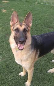 7 Best German Shepherd Rescues in Texas!