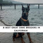 Great Dane Breeders in California