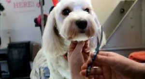 Grooming A Cockapoo at Home