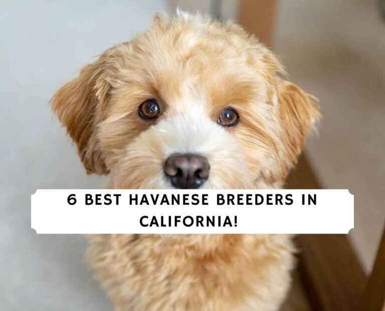 8 Best Havanese Breeders in California!