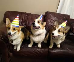 https://welovedoodles.com/wp-content/uploads/2020/10/Harman-Corgis.jpg