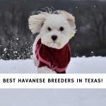 Havanese Breeders in Texas