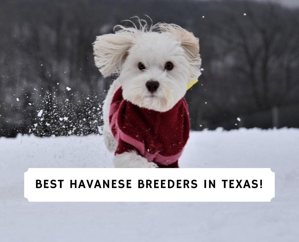 are havanese and maltese the best breeds