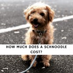 How Much Does a Schnoodle Cost_