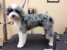 aussiedoodle haircuts groom types