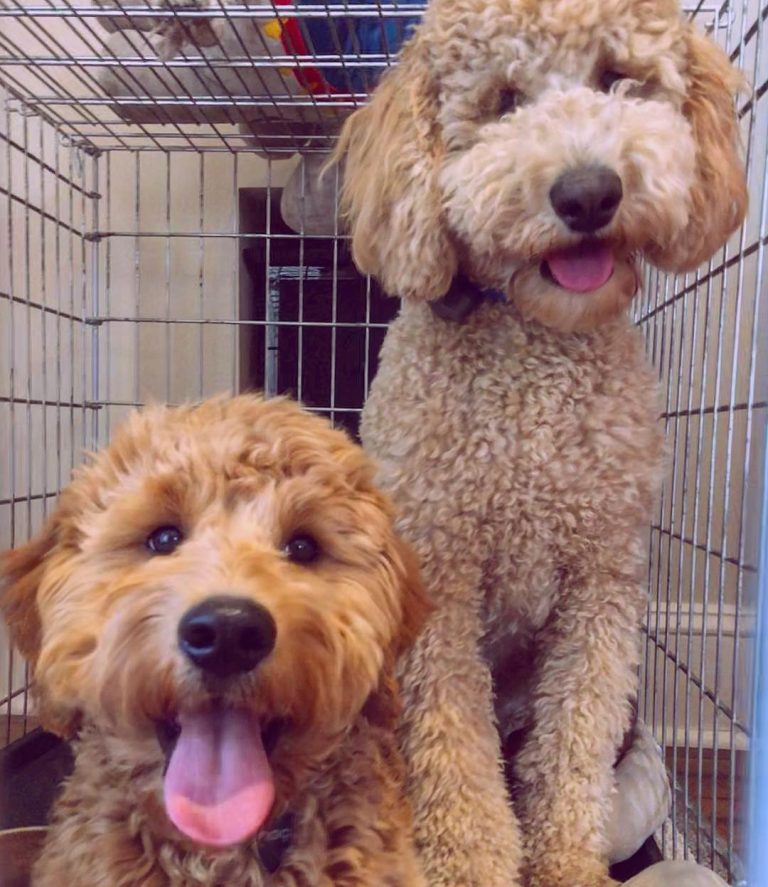 Best Dog Crate For a Goldendoodle Top 9 Picks!
