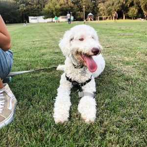 Dfw doodle hot sale rescue