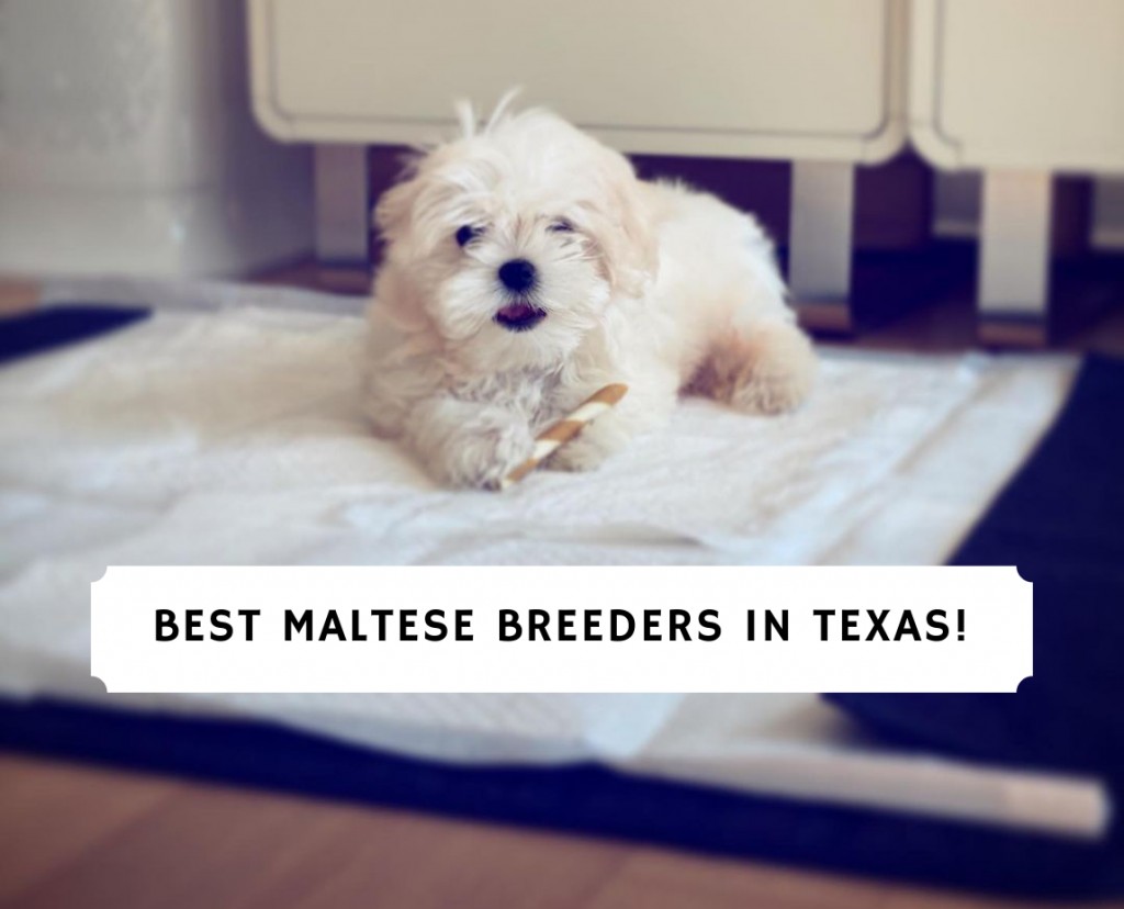 Maltese Breeders in Texas