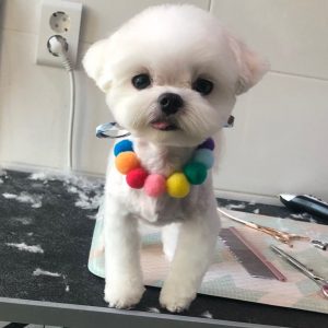 Maltipoo corte de cabelo maltês