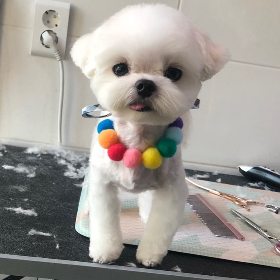 Best Types of Maltipoo Haircuts with Pictures!