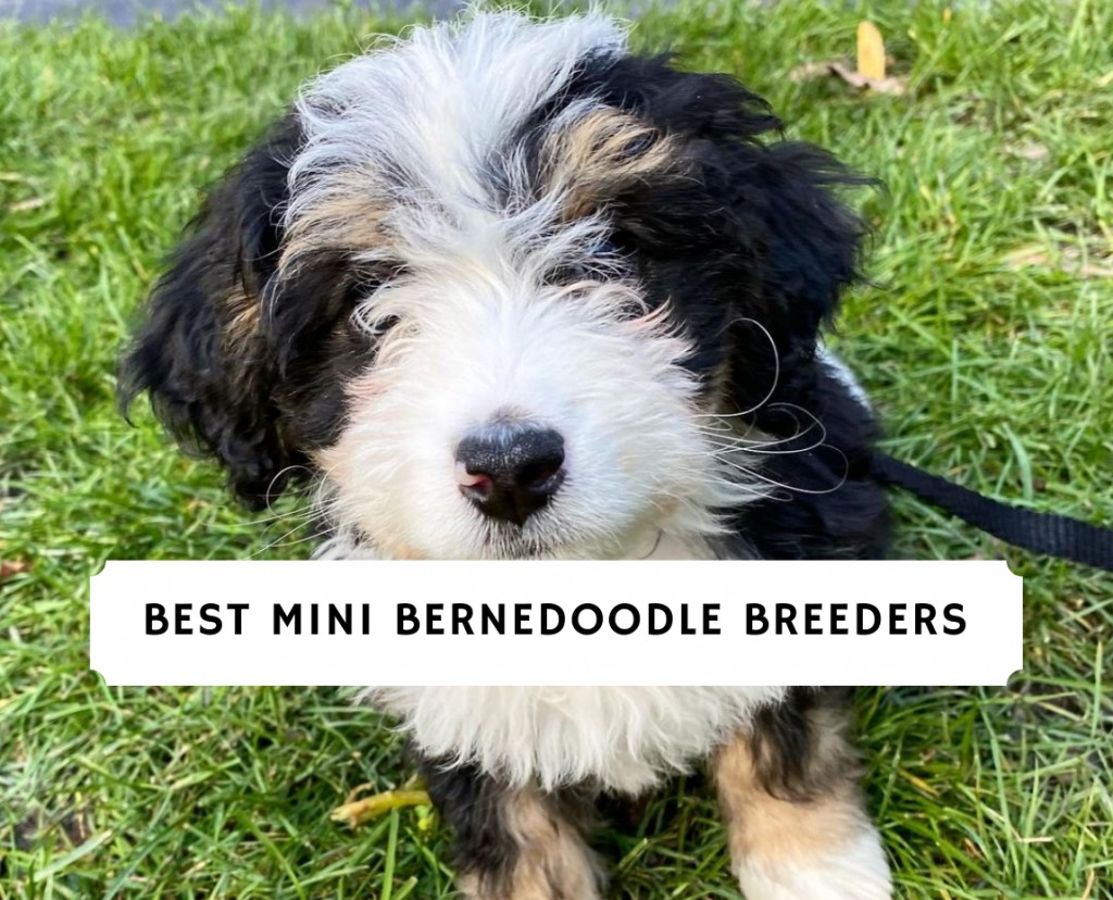 Mini Bernedoodle Uppfödare