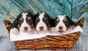 Cachorros Mini Bernedoodle para venda