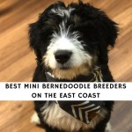 Mini Bernedoodle Breeders on the East Coast