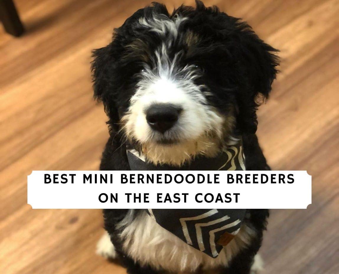 6 Best Mini Bernedoodle Breeders on the East Coast!