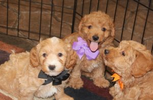 Mini Goldendoodle Puppies in the United States