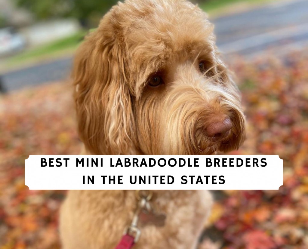 Éleveurs de mini Labradoodle