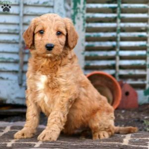 Cuccioli di Mini Labradoodle negli Stati Uniti