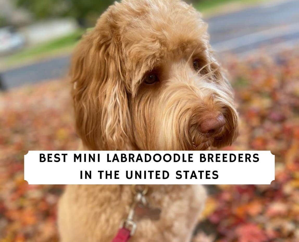 7 Best Breeders in the United - We Love Doodles