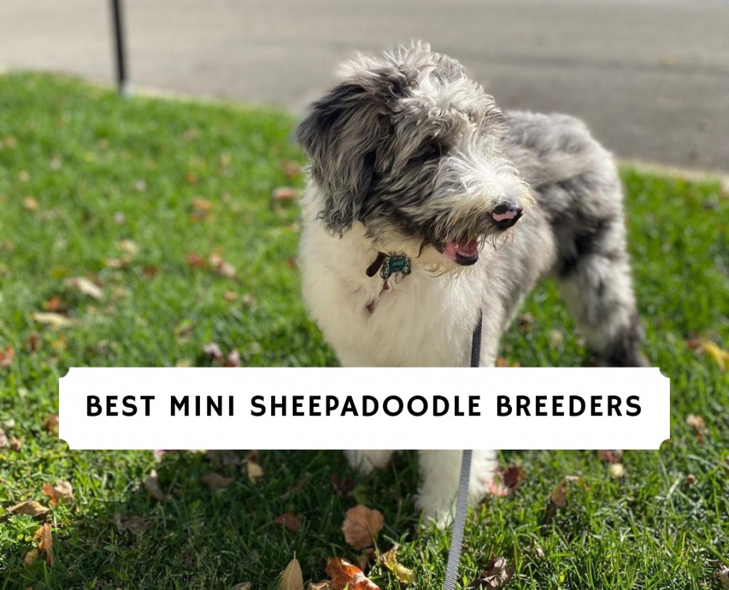 mini sheepadoodle